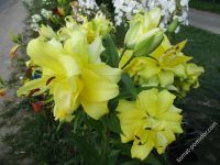 Лот: 12610743. Фото: 2. Лилии Уайт айз Экзотик сан. Семена, рассада, садовые растения