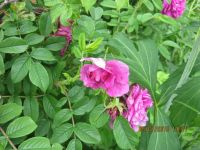 Лот: 7518666. Фото: 4. Роза морщинистая «Царица Севера... Красноярск