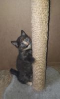 Лот: 19253637. Фото: 3. Котенок. Растения и животные