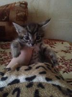 Лот: 11632716. Фото: 2. Котёнок Малыш. Животные и уход