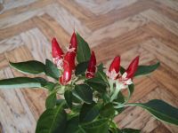 Лот: 1617291. Фото: 3. Перец острый "Костер". Растения и животные