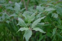 Лот: 11727778. Фото: 5. MC Zenitar-M2s 2/50