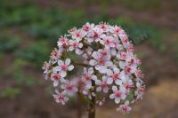 Лот: 11484537. Фото: 2. Пельтифиллум щитовидный Peltiphyllum... Семена, рассада, садовые растения