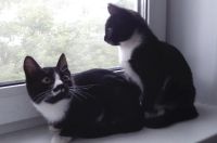 Лот: 11776503. Фото: 6. Котята