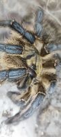 Лот: 20738747. Фото: 2. Harpactira pulchripes (Харпактира... Растения и животные