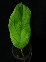 Лот: 16409901. Фото: 3. Хойя-Hoya meredithii. Растения и животные