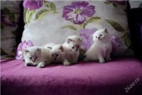 Лот: 2897392. Фото: 2. Невский маскарадный котик без... Животные и уход