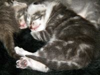 Лот: 4874607. Фото: 5. 5 чудесных новогодних котят от...