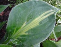 Лот: 11487621. Фото: 5. хоста Мэри Мари Энн (hosta 'Mary...