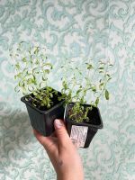 Лот: 21791552. Фото: 2. Лаванда. Семена, рассада, садовые растения