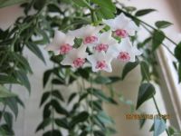 Лот: 13639426. Фото: 4. Хойя Белла. Красноярск