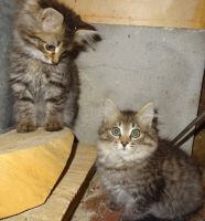 Лот: 17997991. Фото: 2. Котята. Животные и уход