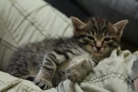 Лот: 3368926. Фото: 5. Коята, киска, котёнок