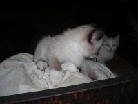 Лот: 7938185. Фото: 3. Котята. Растения и животные