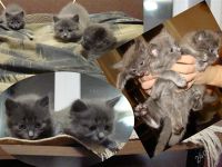Лот: 1537139. Фото: 2. отдам котеночка. Животные и уход