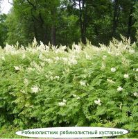 Лот: 21173667. Фото: 4. Многолетние растения. Красноярск