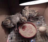 Лот: 13822765. Фото: 5. Яйцо каменной куропатки, инкубационное...