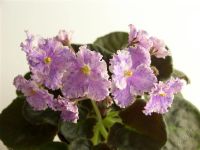 Лот: 2641527. Фото: 2. Фиалка Снежный эдельвейс, укорененный... Комнатные растения и уход