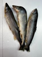 Лот: 21096147. Фото: 2. Голец, дальний Восток. Продукты