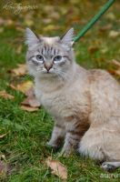 Лот: 8510796. Фото: 3. Ласковая кошечка. Растения и животные
