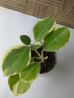 Лот: 11500791. Фото: 3. хойя (Hoya Australis albomarginata... Растения и животные