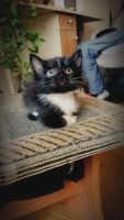 Лот: 6145374. Фото: 3. Котёнок Боня. Растения и животные