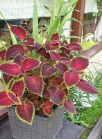 Лот: 20985442. Фото: 2. Колеусы срезы. Комнатные растения и уход