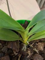 Лот: 16134287. Фото: 2. Орхидея. Комнатные растения и уход