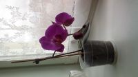 Лот: 19846518. Фото: 2. Орхидея сейчас цветет, фото 23... Комнатные растения и уход