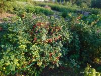Лот: 25288714. Фото: 16. 1-комн. дача , деревня Вечерницы...