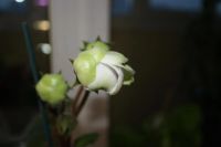 Лот: 4136035. Фото: 5. Глоксиния (зацветает!)