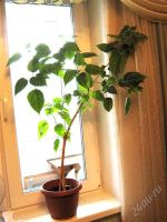 Лот: 908036. Фото: 2. Гибискус махровый красный. Комнатные растения и уход