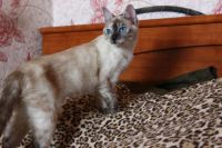 Лот: 6040683. Фото: 5. Красавица Джесси, необычная девочка...