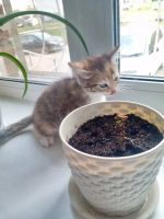 Лот: 25811494. Фото: 2. Котятки. Животные и уход