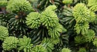 Лот: 13559413. Фото: 2. Пихта бальзамическая (Abies balsamea... Семена, рассада, садовые растения