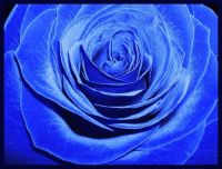 Лот: 9441912. Фото: 4. Синяя и черная роза / под заказ. Красноярск