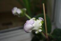 Лот: 4242611. Фото: 3. Глоксиния белая с голубой каймой... Растения и животные