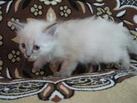 Лот: 1951404. Фото: 3. котята. Растения и животные