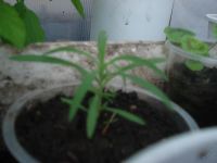 Лот: 5562265. Фото: 2. Кохия. Семена, рассада, садовые растения