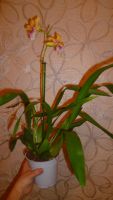 Лот: 6448213. Фото: 4. орхидея мильтониопсис (отцветает... Красноярск