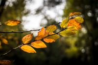 Лот: 10756241. Фото: 6. Sony F3 body
