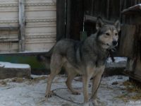 Лот: 13657674. Фото: 3. друг. Растения и животные