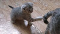 Лот: 3073948. Фото: 3. Продаем котенка - красавчика... Растения и животные
