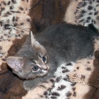 Лот: 11692038. Фото: 5. котенок