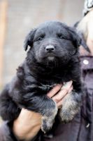 Лот: 10513863. Фото: 4. Красивые щенульки ищут дом. Красноярск