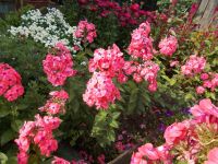Лот: 16320360. Фото: 2. Многолетние цветы - флоксы. Семена, рассада, садовые растения