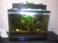 Лот: 5315764. Фото: 2. аквариум + всё содержимое. Аквариумистика