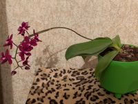 Лот: 16134287. Фото: 3. Орхидея. Растения и животные