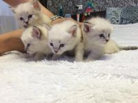 Лот: 5478349. Фото: 2. невские маскарадные котятки. Животные и уход