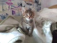 Лот: 13670196. Фото: 2. Котята. Животные и уход
